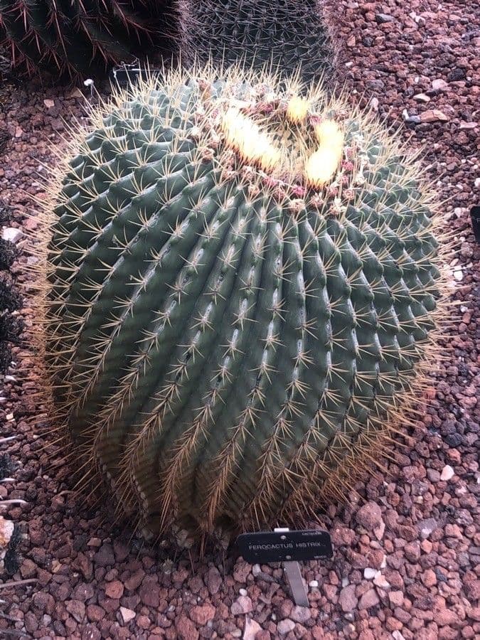 Ferocactus histrix 7