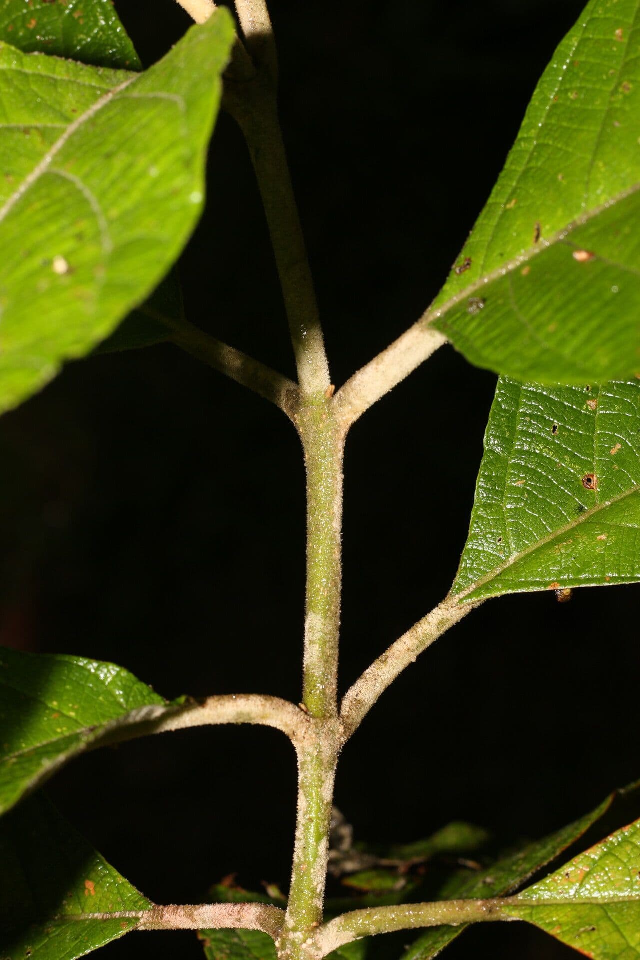 Callicarpa 19