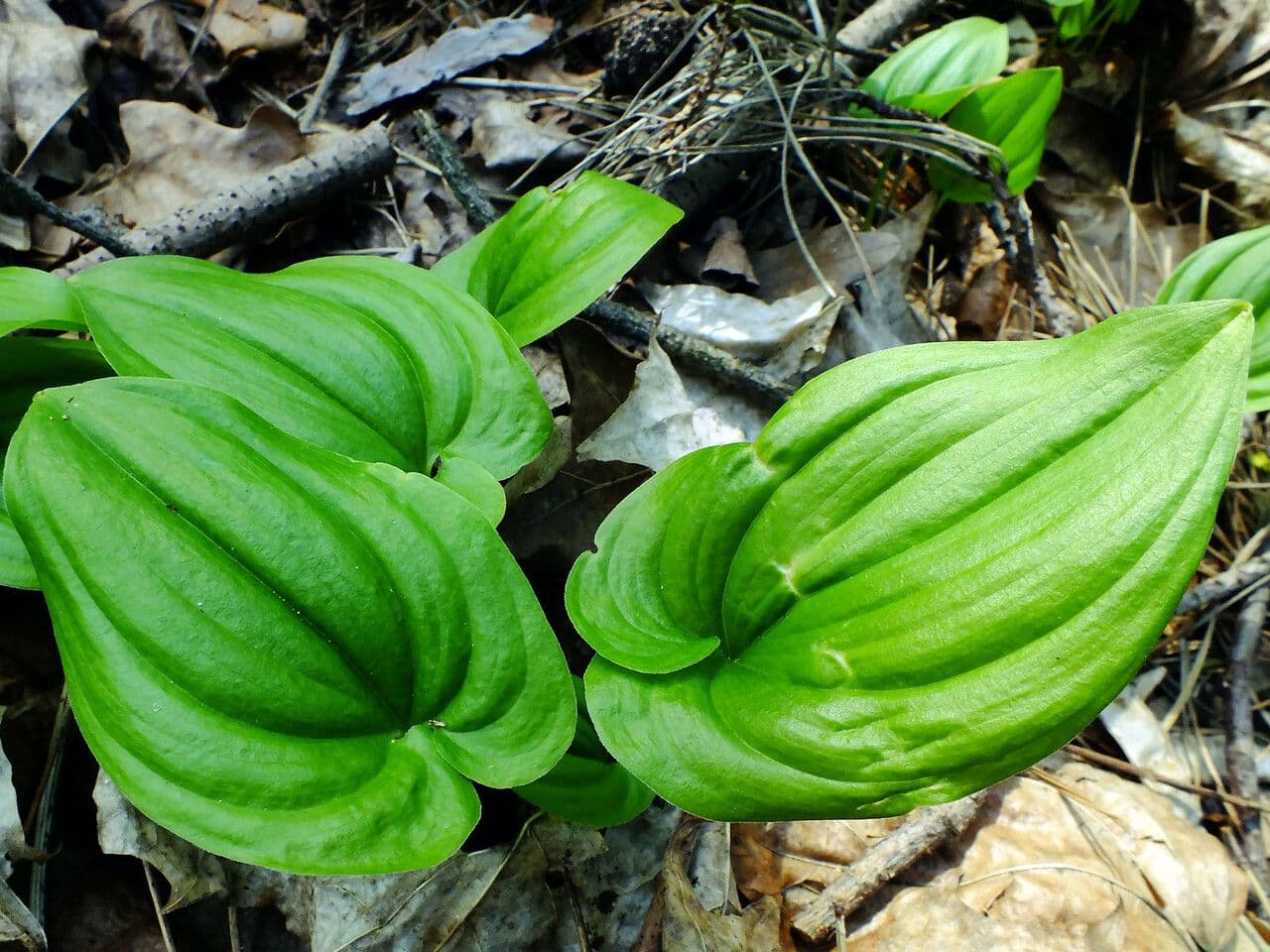 Maianthemum dilatatum 6