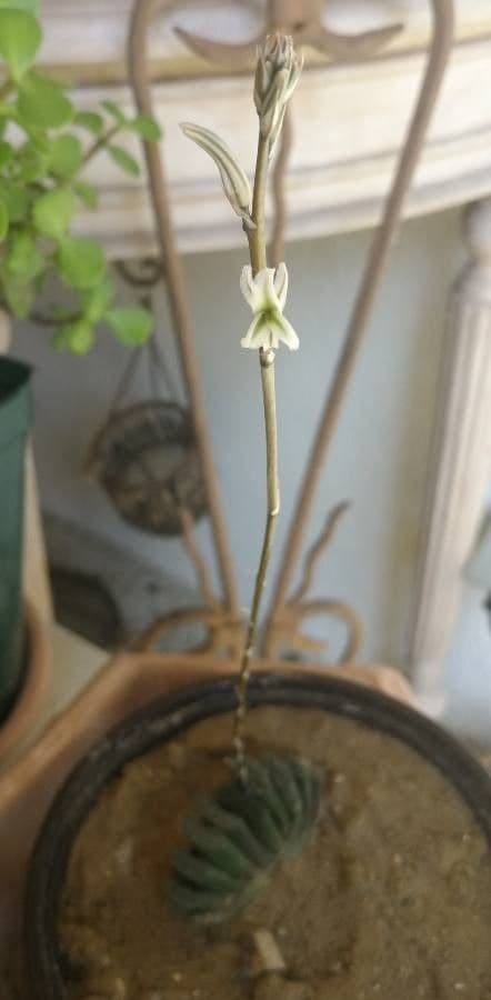 Haworthia 5