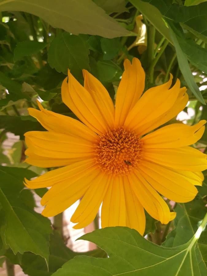 Tithonia diversifolia 6