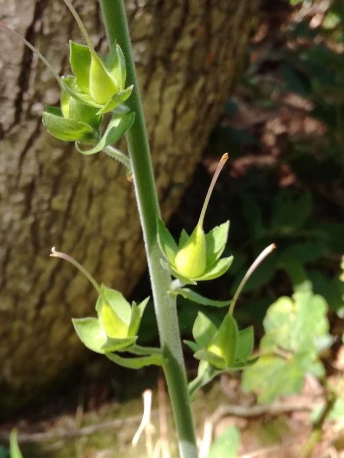 Náprstník červený 2