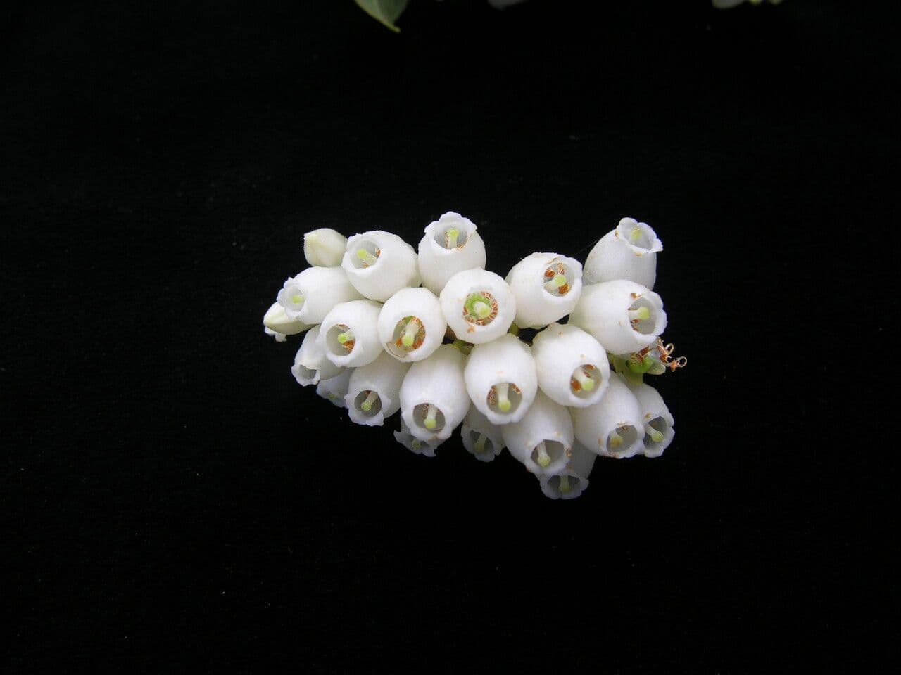 Lyonia 2