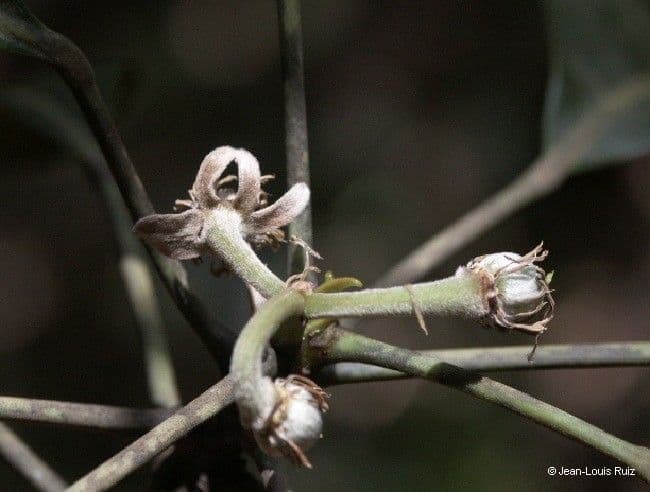Yate-Elaeocarpus 6