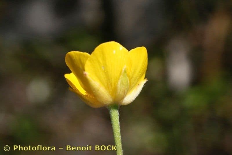 Ranunculus ollissiponensis 3