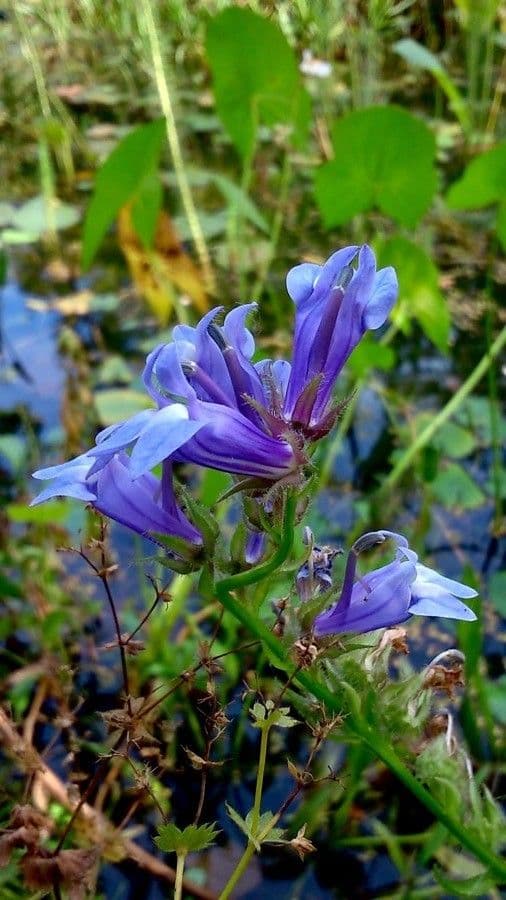 Lobelia blu 3