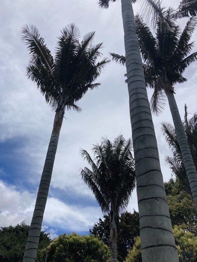 Ceroxylon quindiuense
