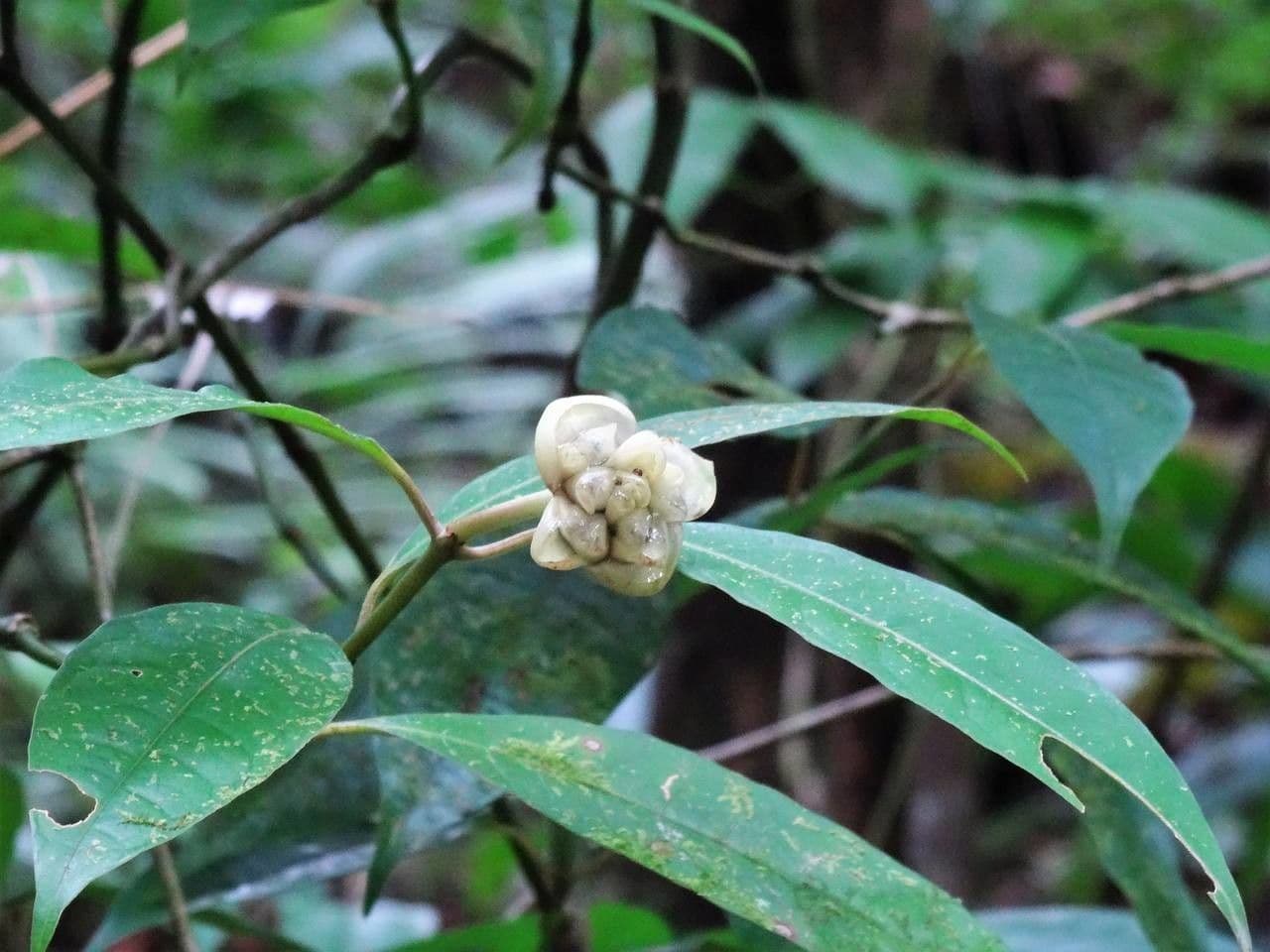 Psychotria 3