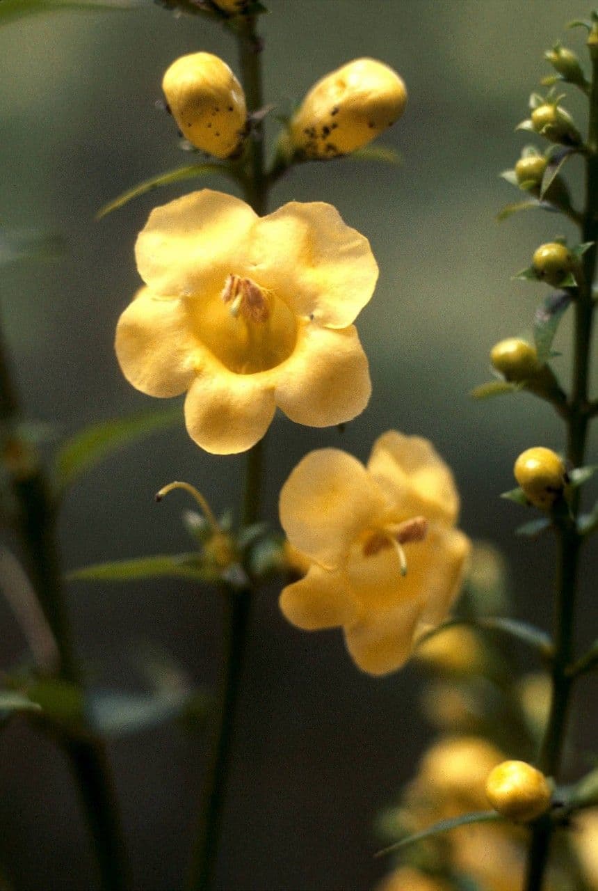 Aureolárie 2