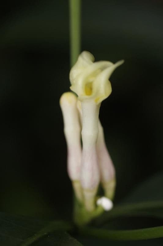 Tabernaemontana 5