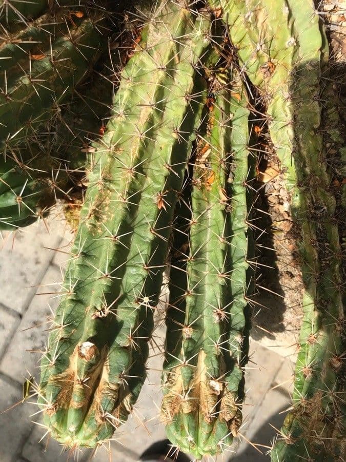 Cactus banana 16