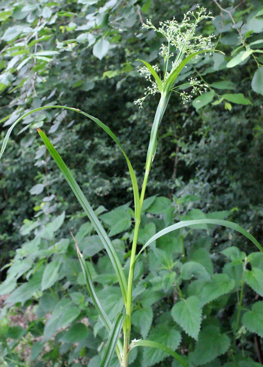Wald-Simse 15
