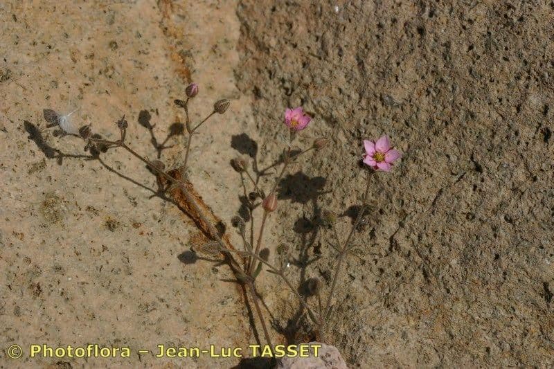 Rhodalsine 2