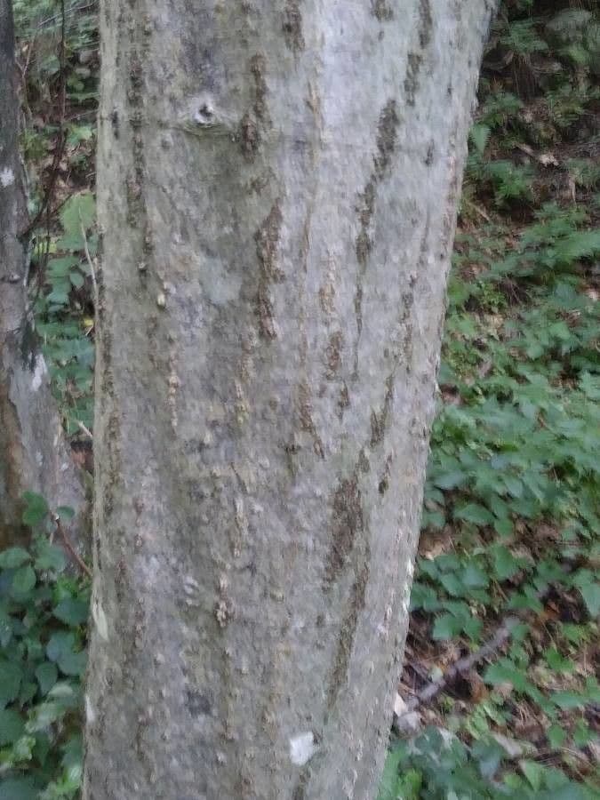 Olše šedá 24