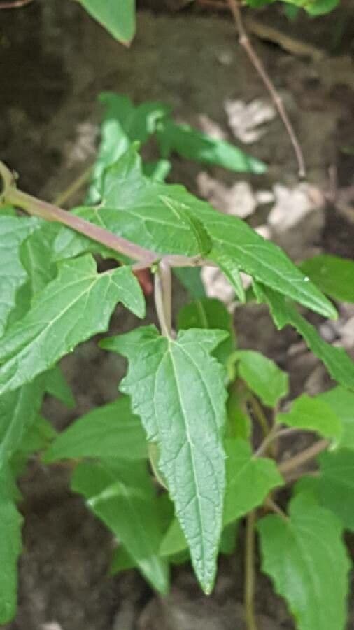Canary bellflower 19