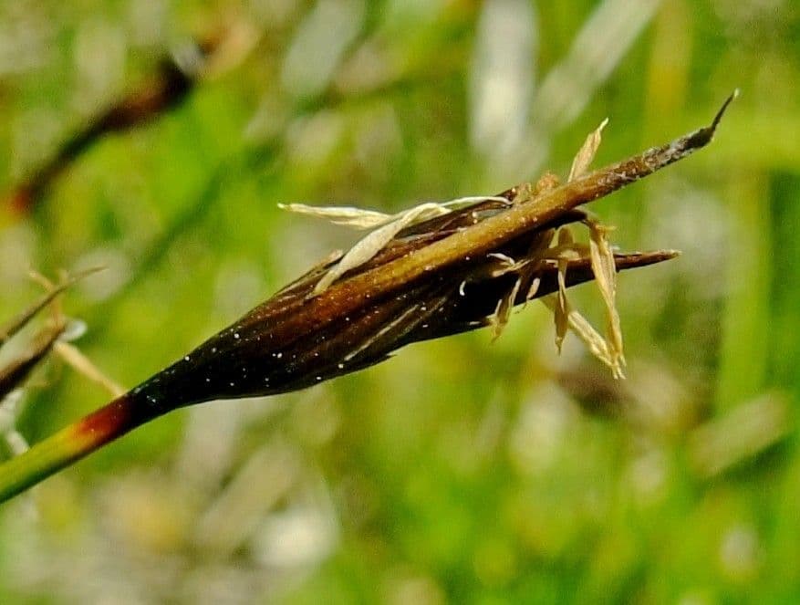Rostrotes Kopfried 10