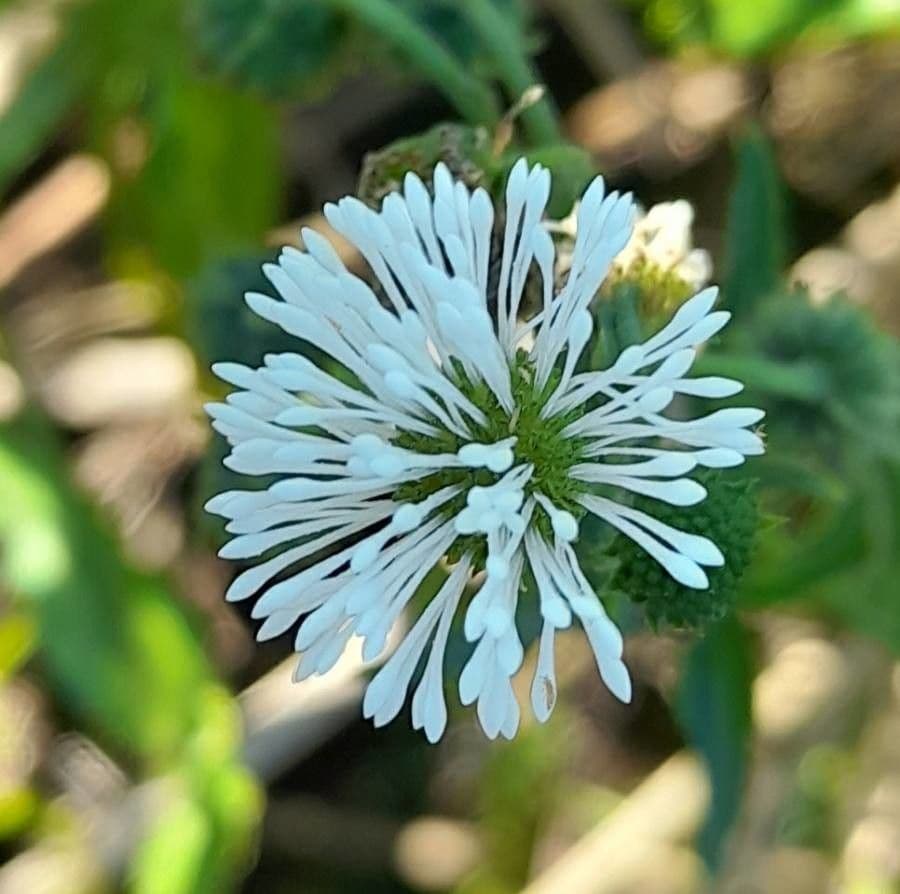 Gymnocoronis 2