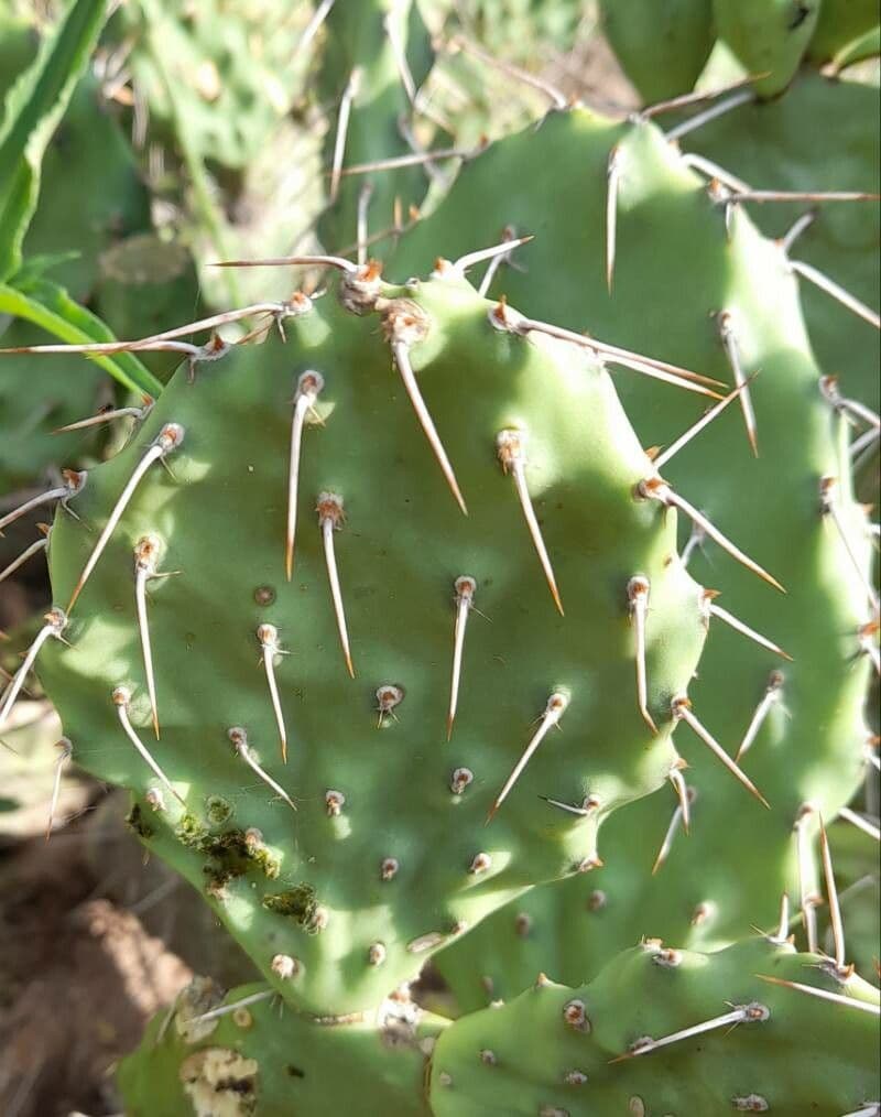 Prickly Pear 12