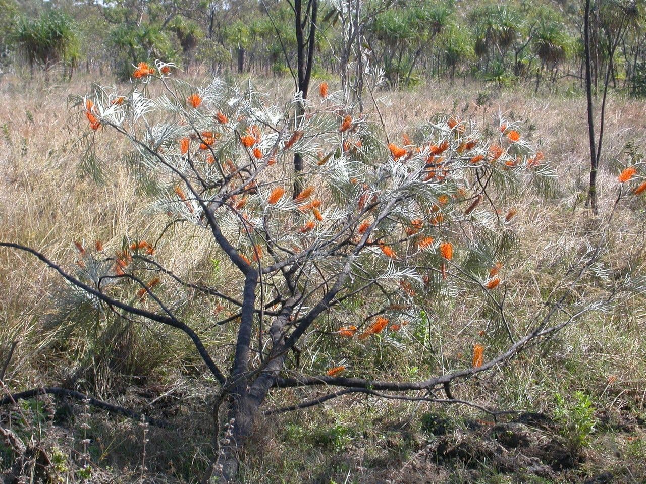 Gold-Grevillea 9