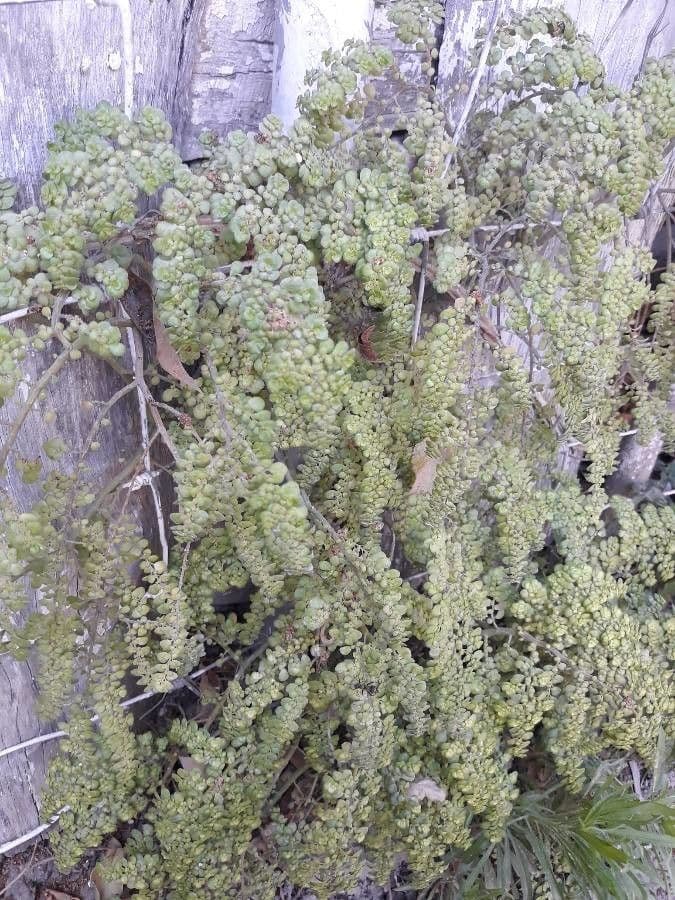 Valdivia-Wasserlinse 5