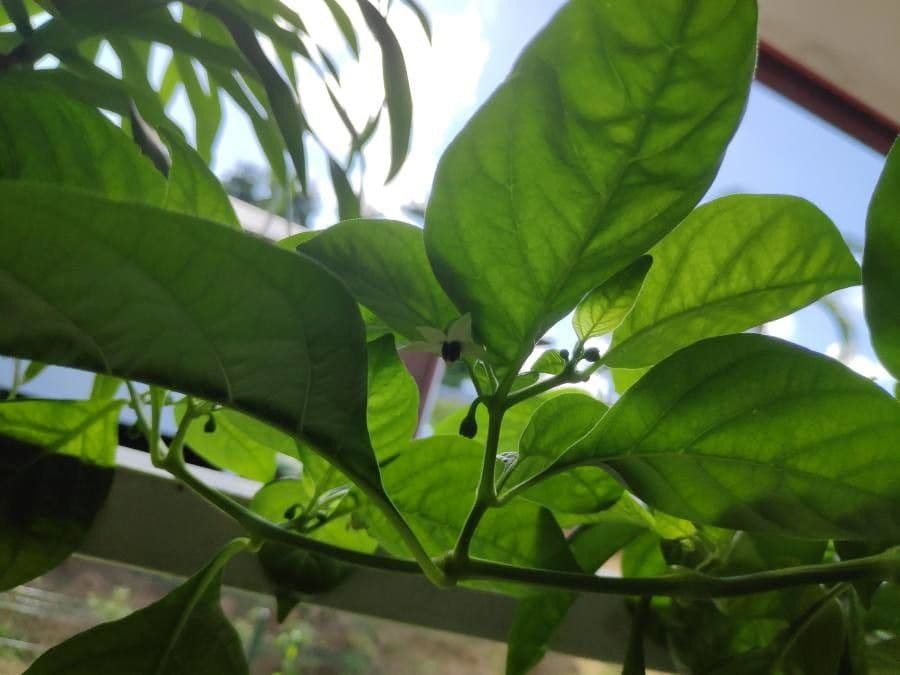 Peperoncino cinese 9