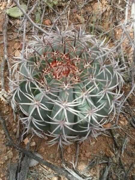 Melocactus 9
