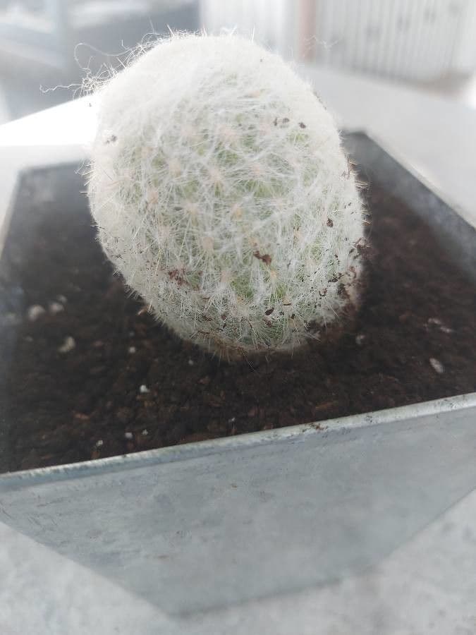 Espostoa lanata 11