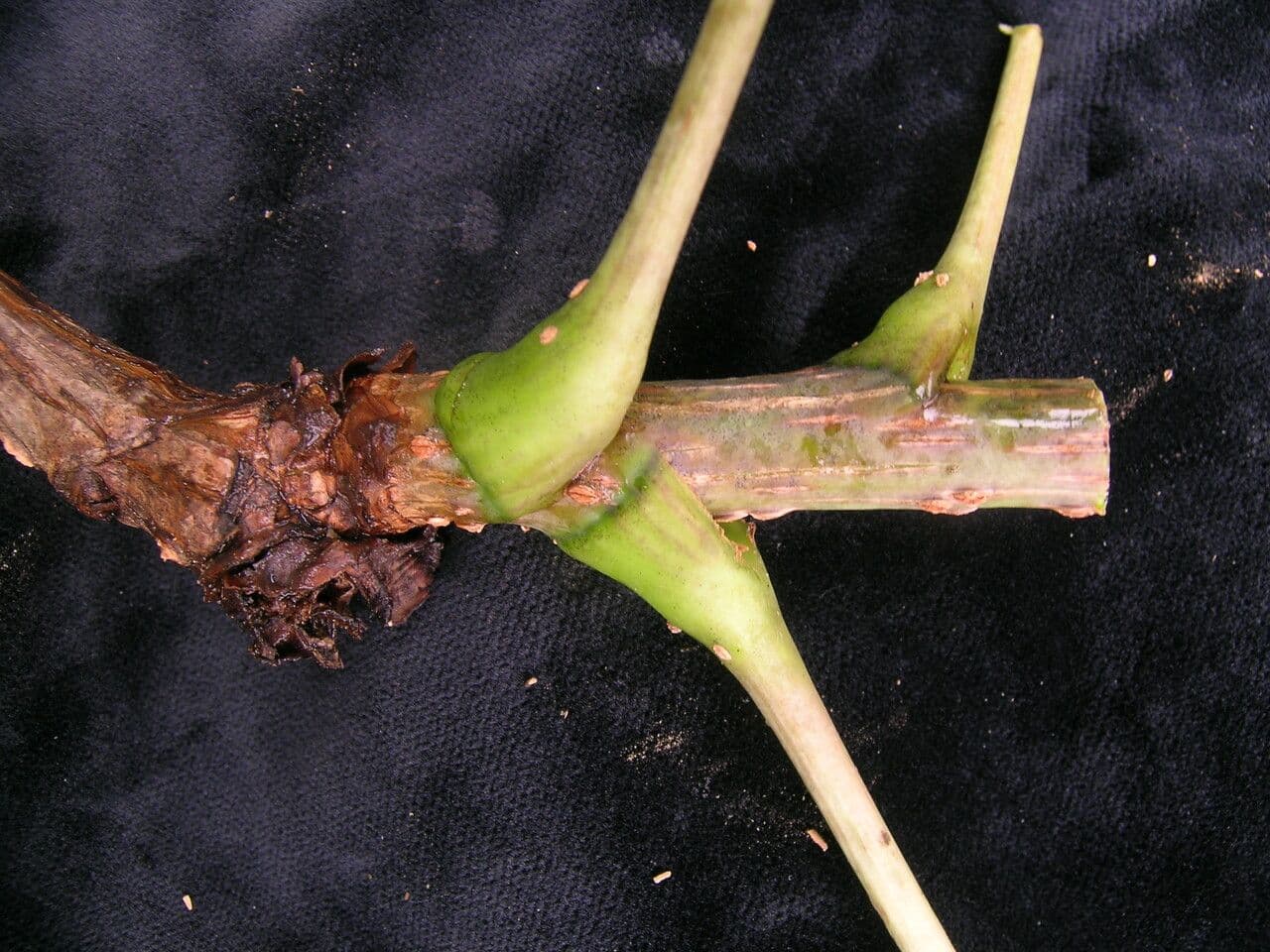 Aralia 10