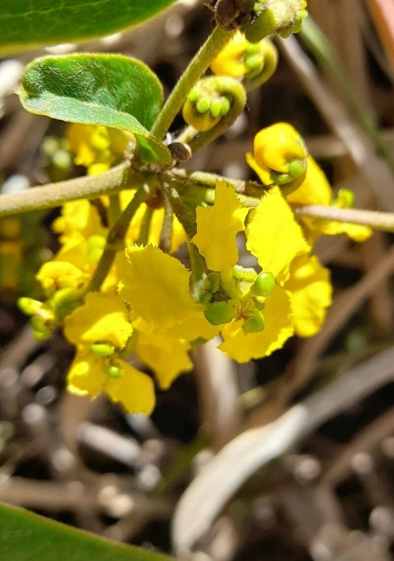 Stigmaphyllon 3