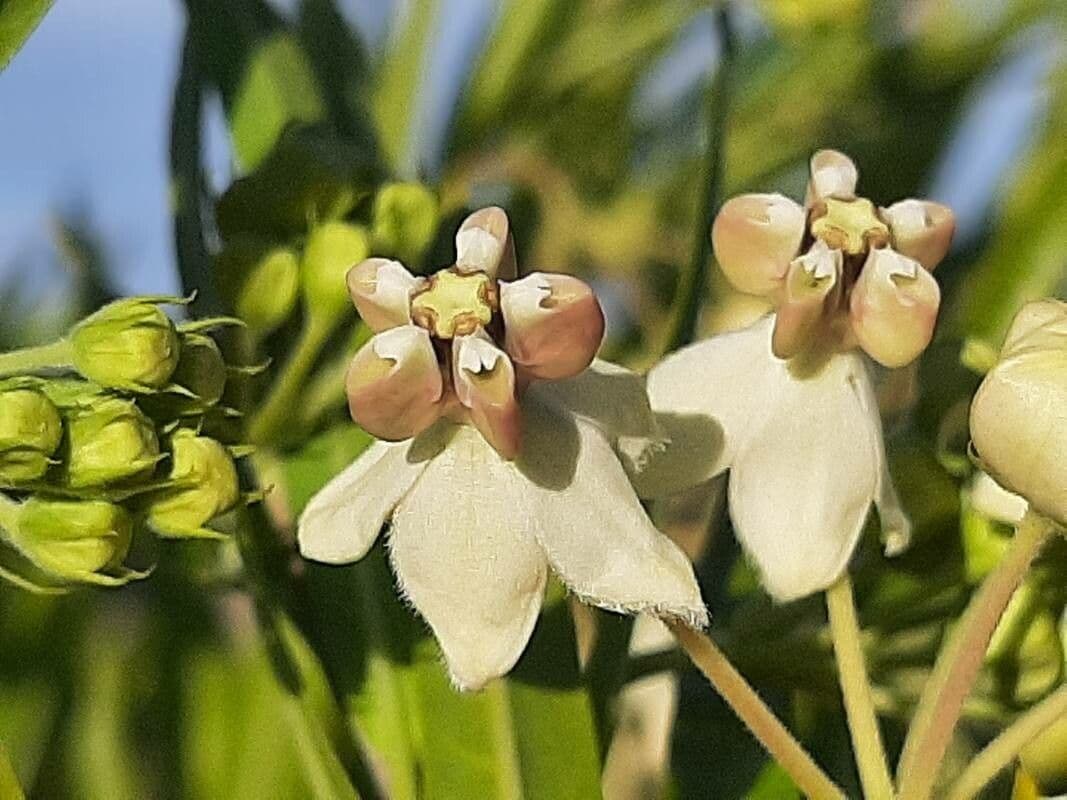 Gomphocarpus 7