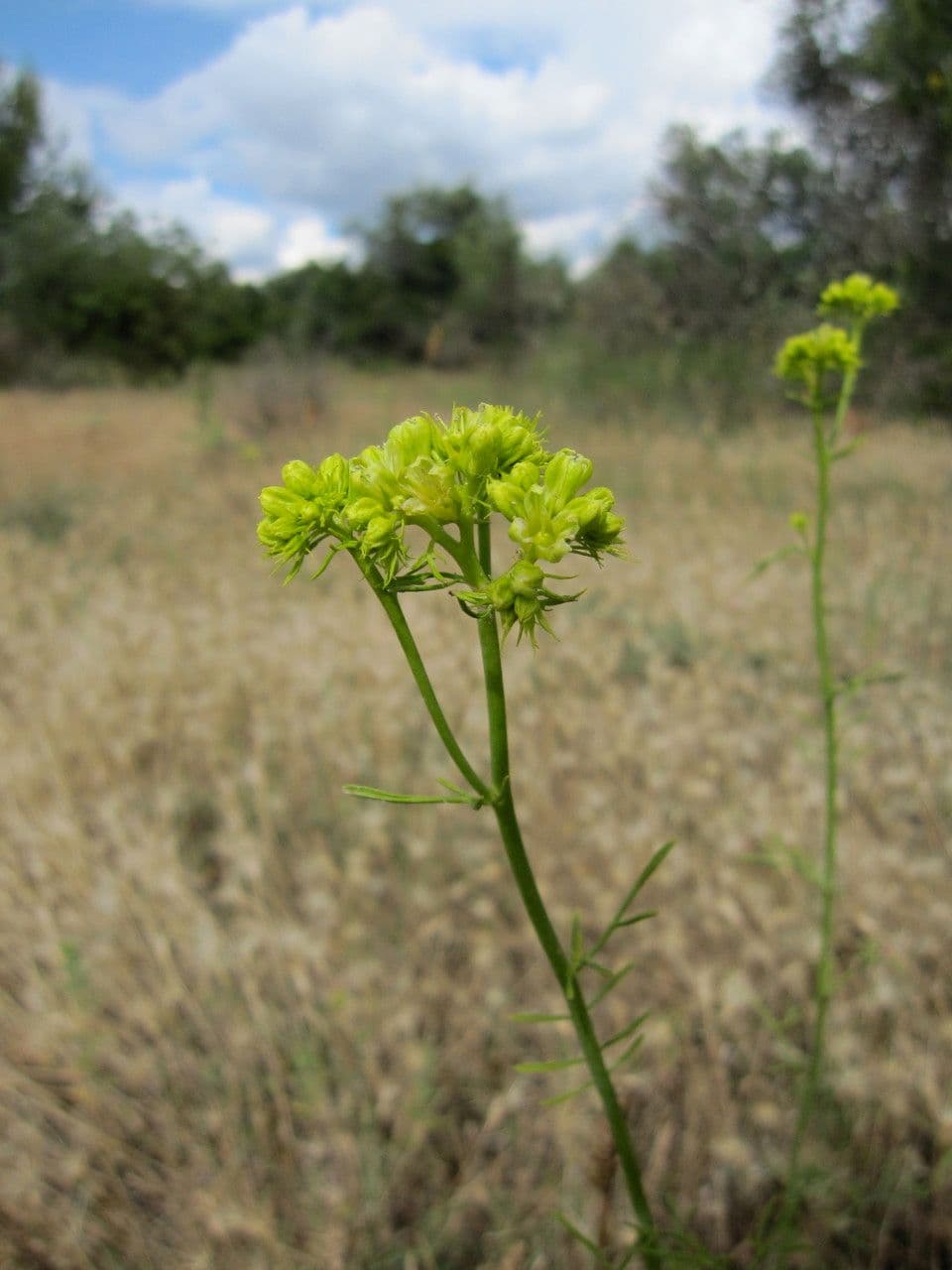 Ruta montana 29