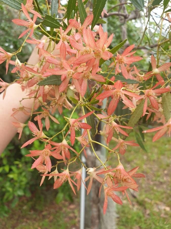 Ceratopetalum gummiferum 4