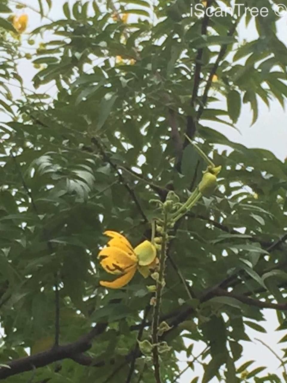 Senna petera 3