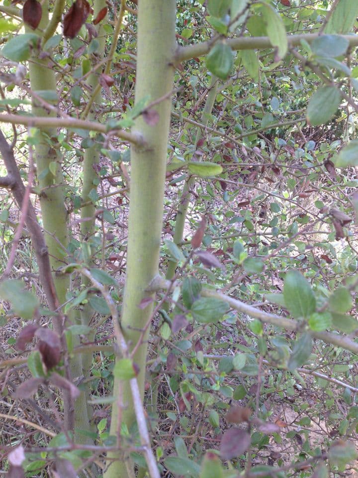 Behaarter Ceanothus 18
