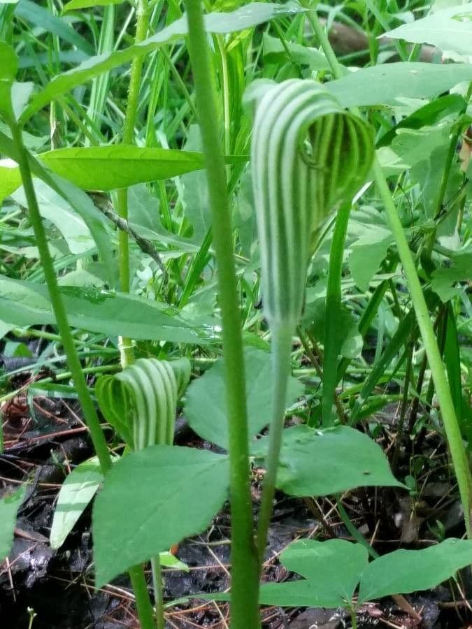 Arisema trójlistna 29