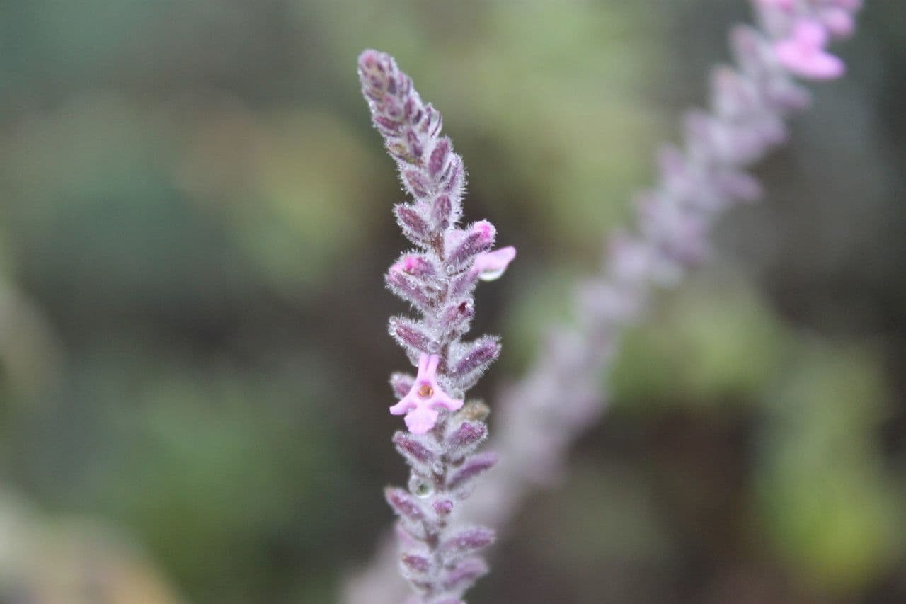 Aloysia 3