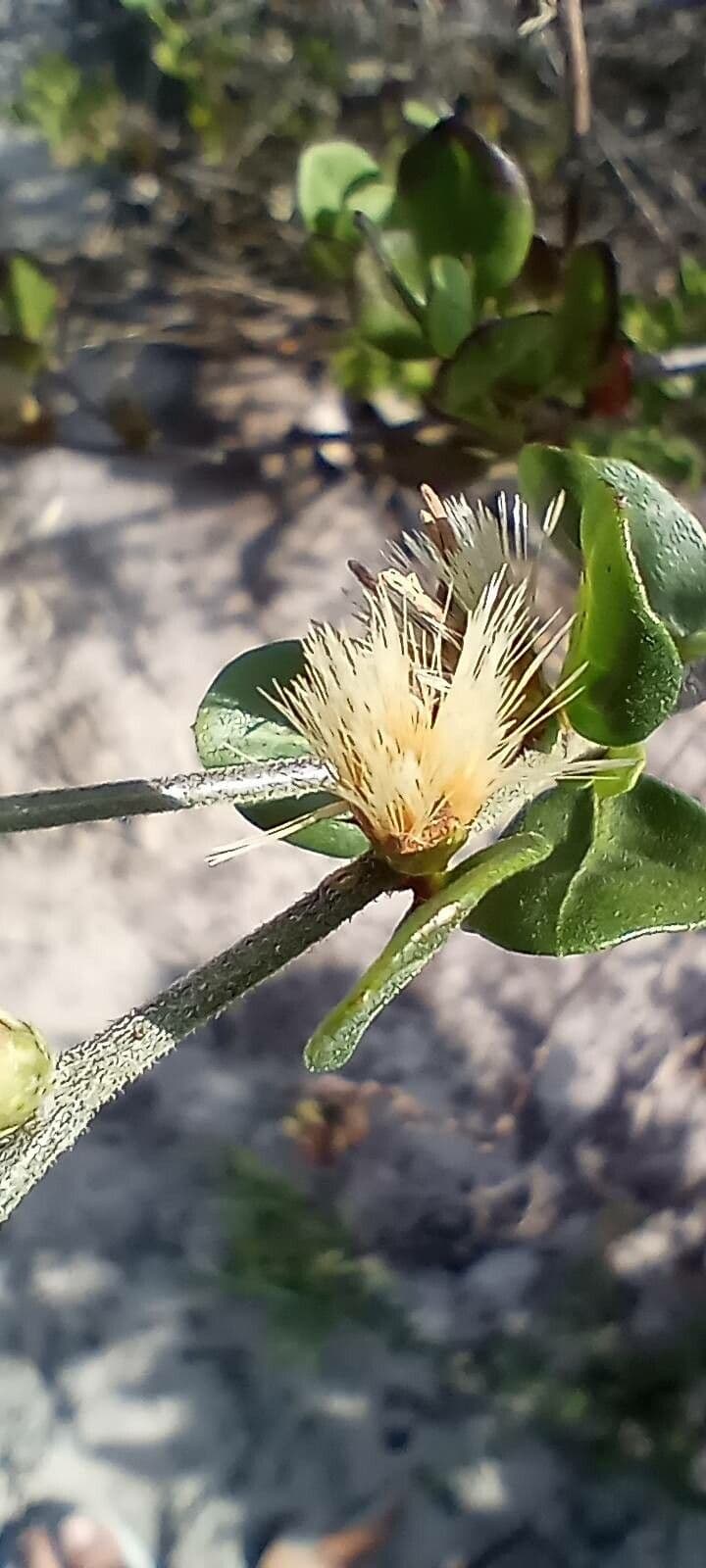 Monardella purpurea