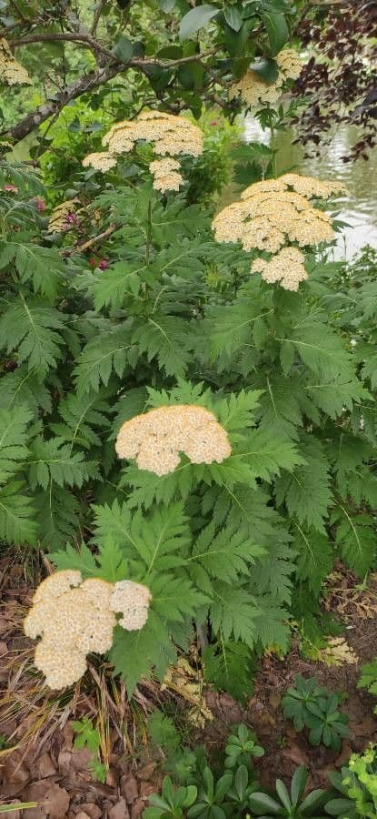 Achillea 3