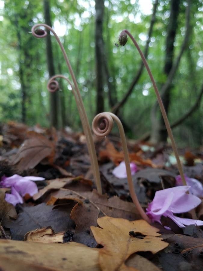 Ciclamino napoletano 29