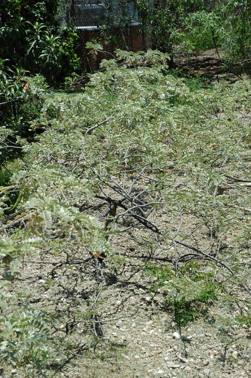Sesbania tomentosa 2