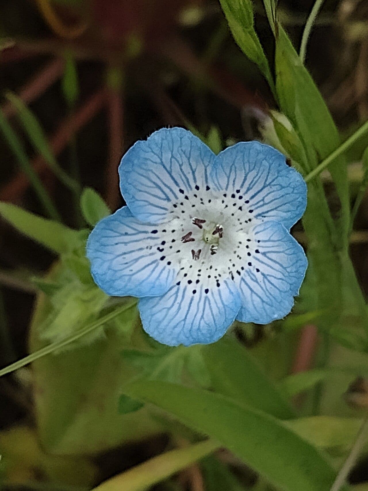 Ojos azules de bebé 4