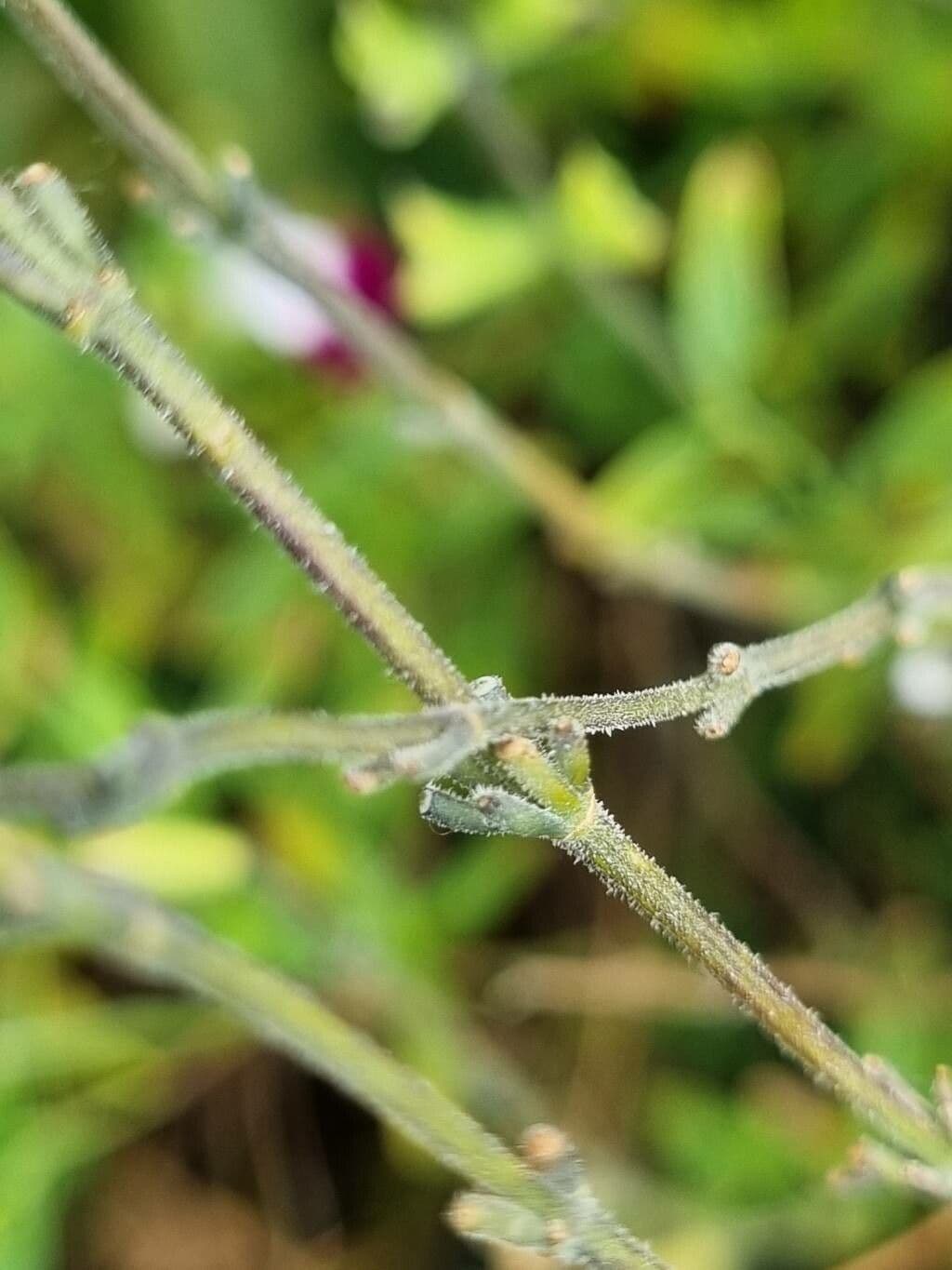 Salvia a foglie piccole 22
