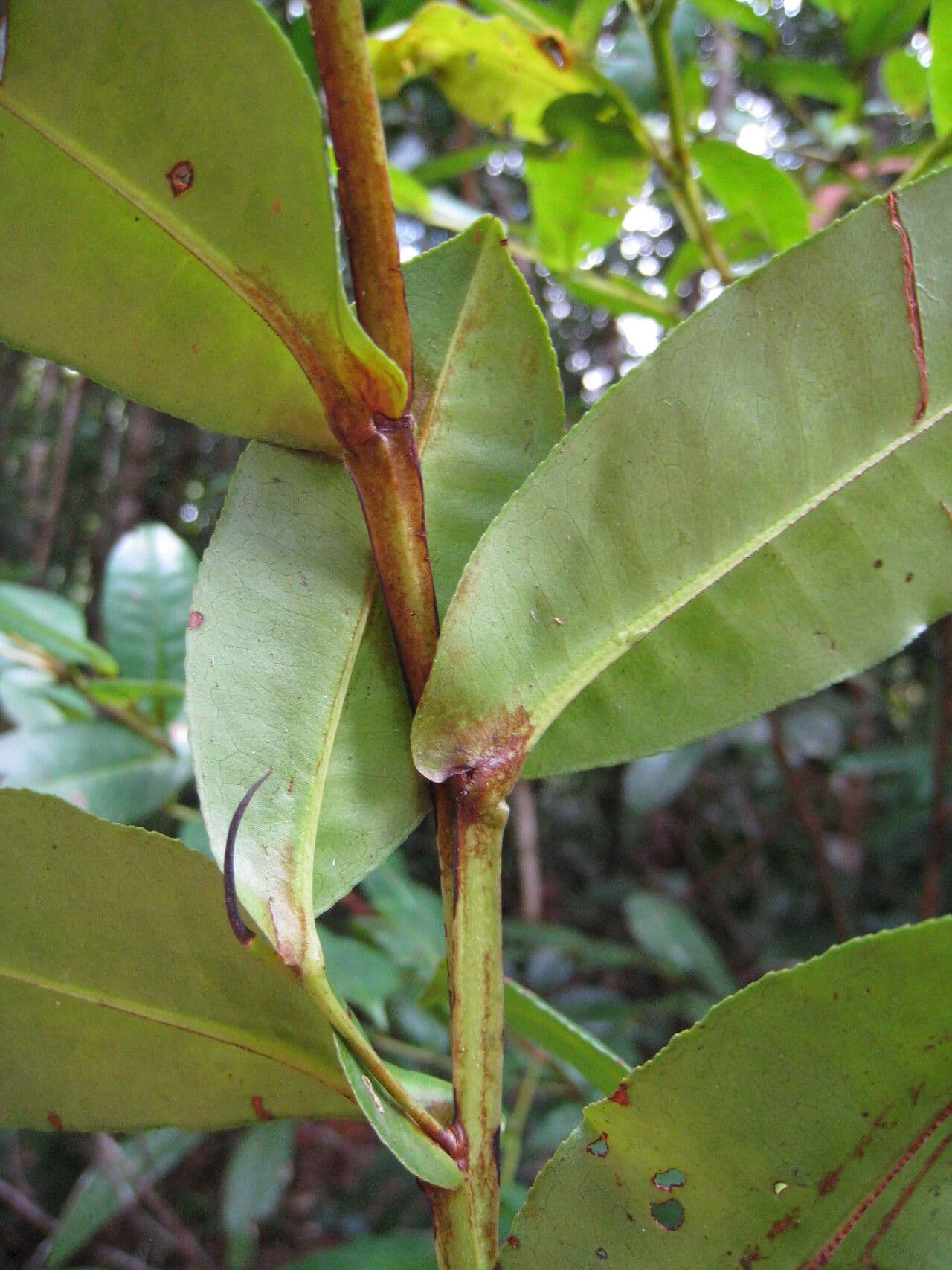 Humiria 10