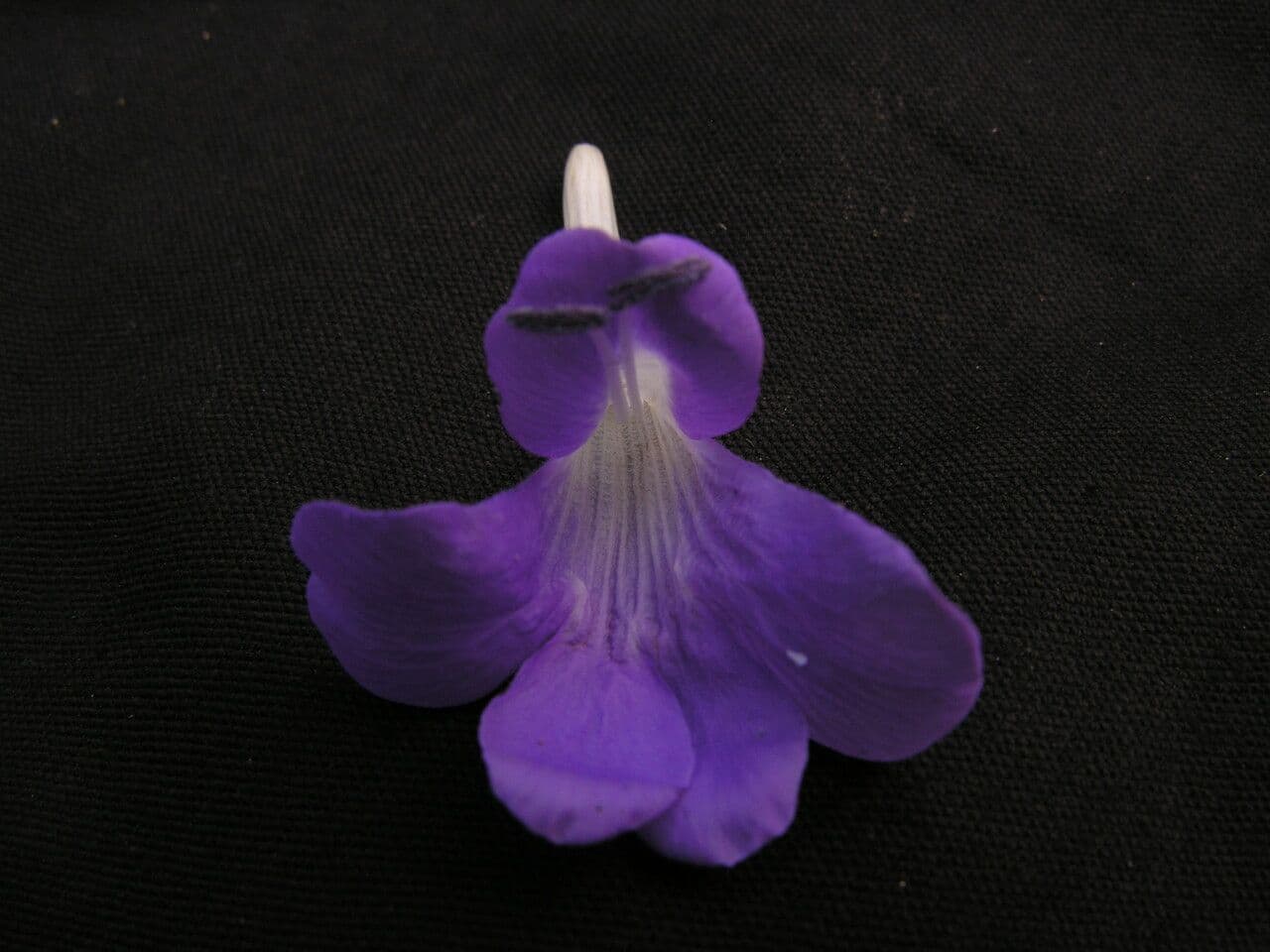 Barleria 4