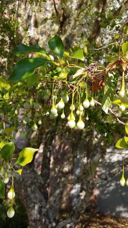 Styrax japonicus