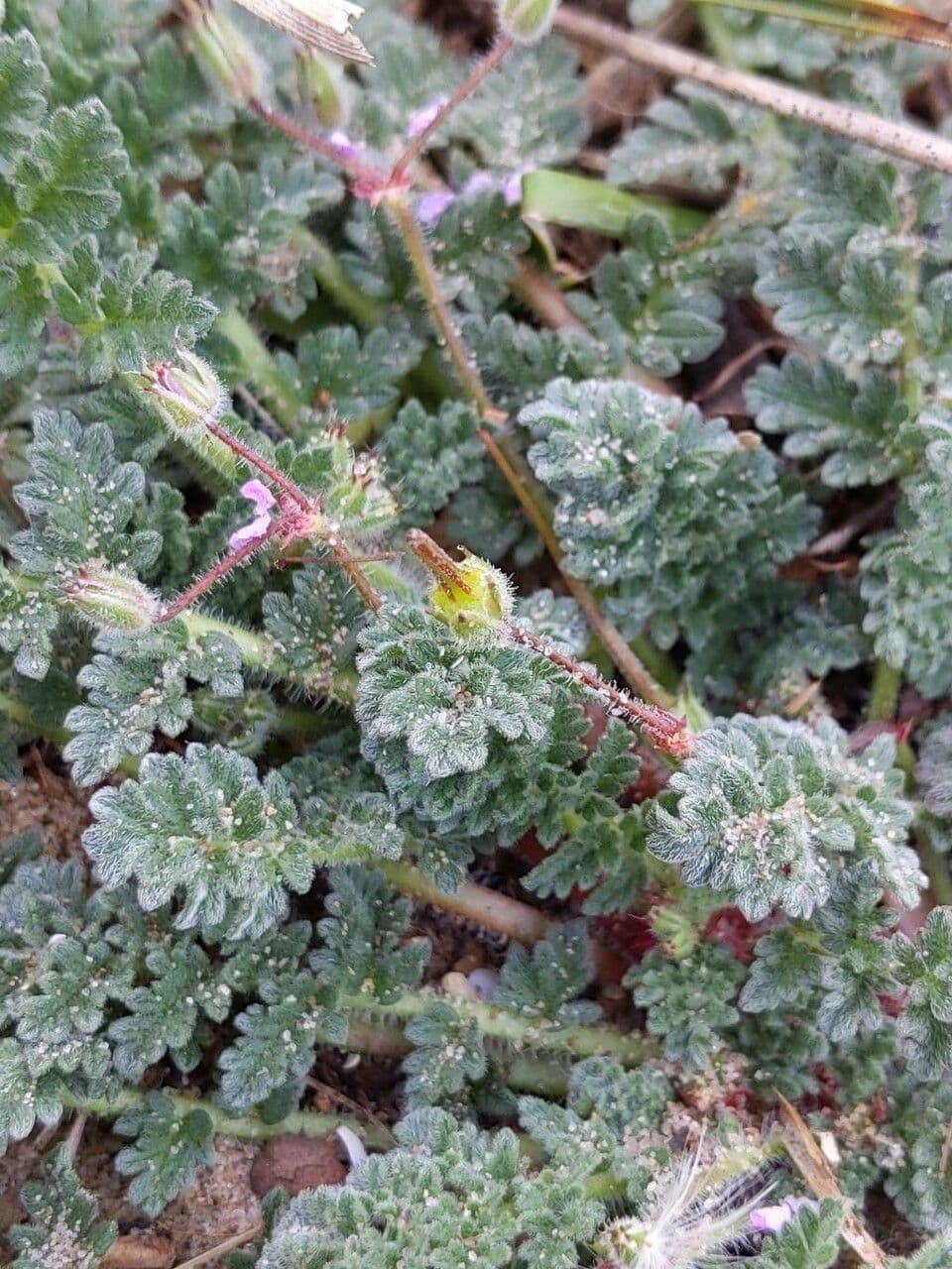 Klebriger Storchschnabel