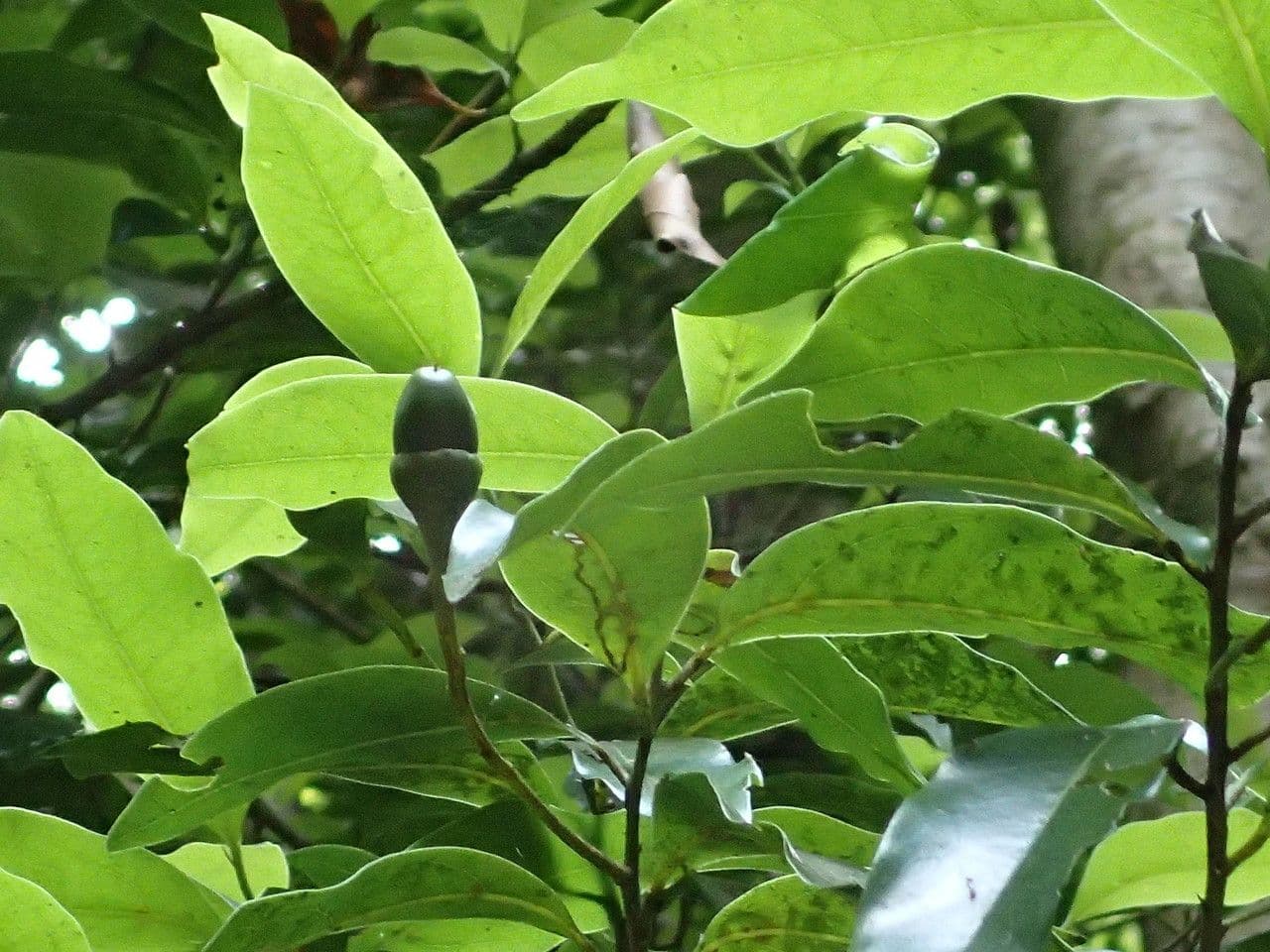 Ocotea 9