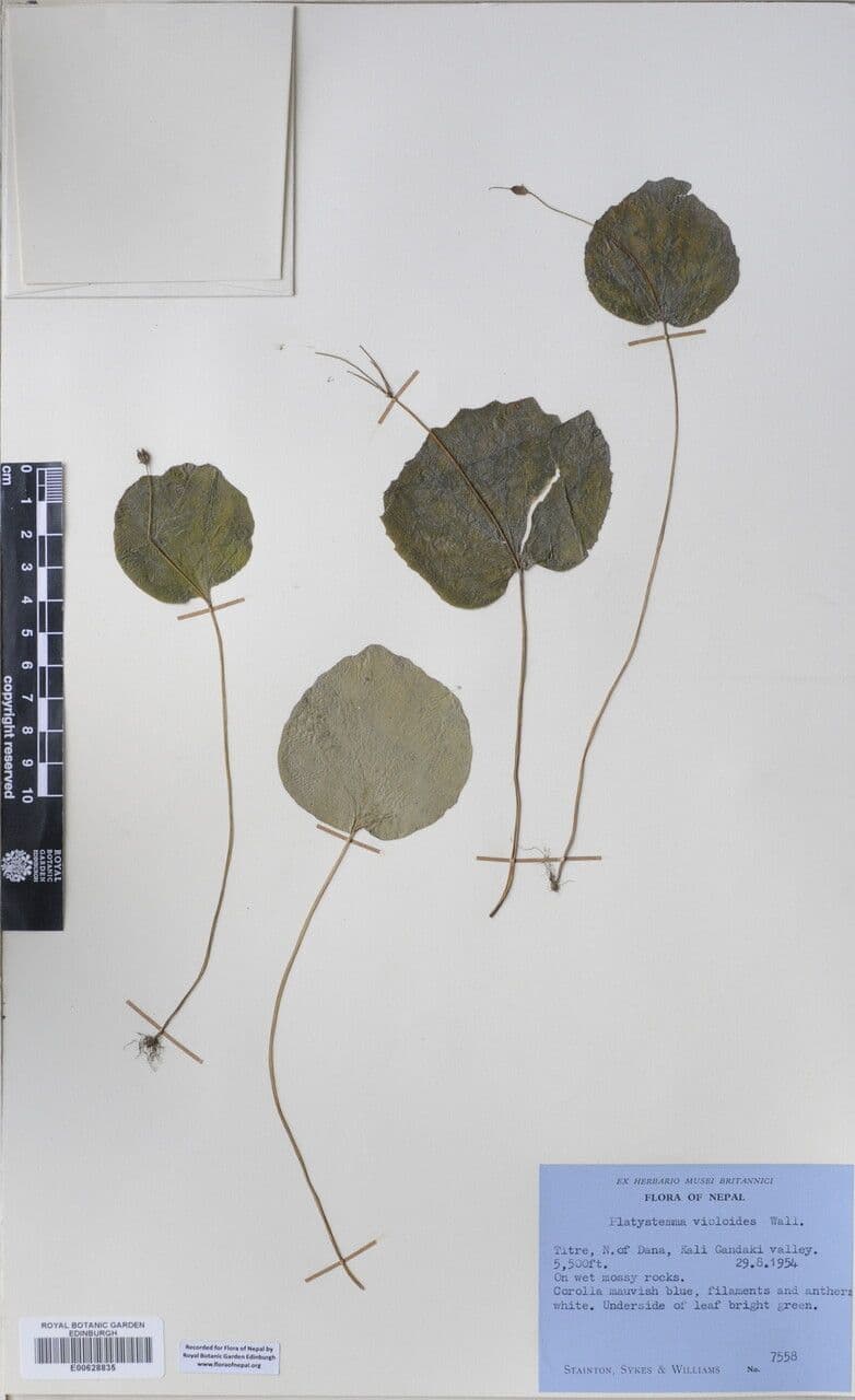 Platystemma 6