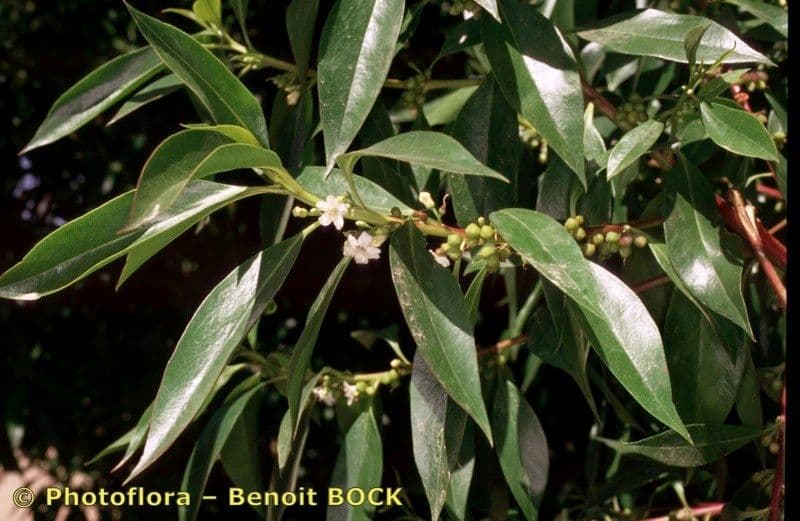 Schlankblättriges Myoporum 30