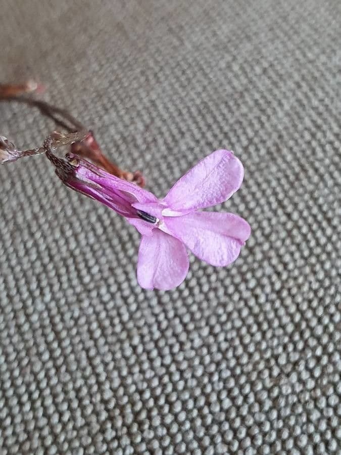 Lobelia